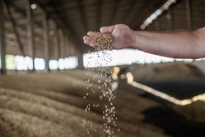 ДПЗКУ планує закупити у фермерів близько 5 млн т зерна