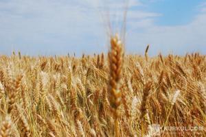 Поки аграрії формуватимуть партію зерна, для них діятимуть пільгові тарифи зберігання