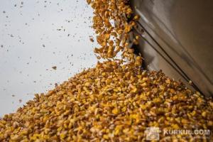 Об'єм експорту насіння кукурудзи становить 91,8%