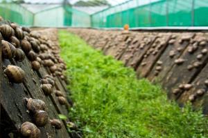 На підтримку равликових і страусиних ферм в Україні виділять близько 25 млн грн