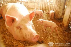 Приріст м'яса у свиней не такий інтенсивний як хотілося б фермерам