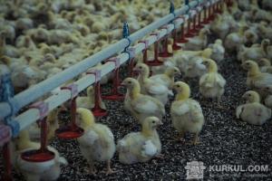 Поголів’я птиці в сільськогосподарських підприємствах збільшилось на 3,7%