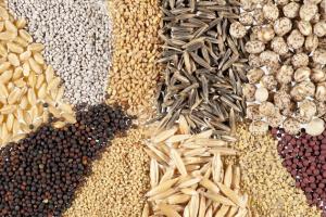 В НААН вивели нові сорити кукурудзи, пшениці, ячменю та соняшника