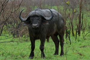 На єдиній в Україні буйволиній фермі мешкає 30 тварин
