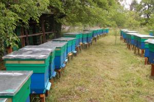 Вимерли бджоли із 215 вуликів