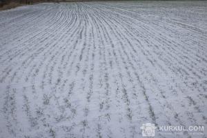 Поля України вкриті снігами