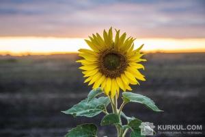 Українські аграрії засіяли соняшником 29% від запланованих площ