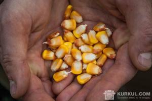 На Чернігівщині почали сіяти кукурудзу