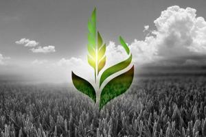 Форвардні закупівлі зерна — один із важливих напрямів роботи ПАТ «Аграрний фонд»