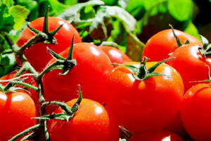 Японські вчені створили ГМ-помідори без насіння