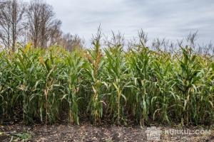 Кукурудзи на зерно посіяно 33% до прогнозу