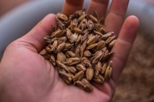 Запаси пшениці на звітну дату скоротилися на 21%