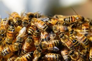 Хімобробки проводять у період відсутності льоту бджіл у ранкові або вечірні години