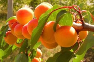 Аграрії прогнозують втрату врожаю абрикосів