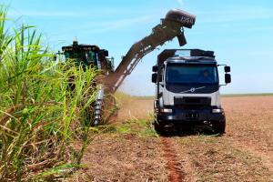 Вантажівка Volvo під час роботи в полі цукрової тростини