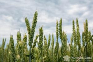 Колос пшениці