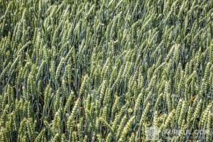 Колоски пшениці