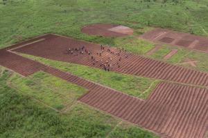 «Польовий звіт» африканських фермерів