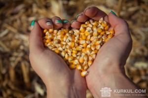 Зерно кукурудзи в руках