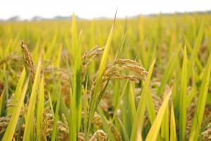 Рисове поле