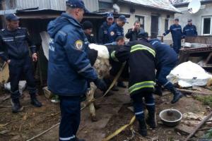 Рятувальники витягли корову з підвалу