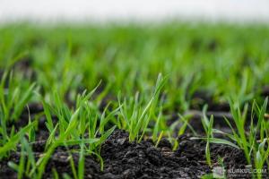 Вчені просять Президента вирішити питання деградації ґрунтів