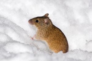 Миша в снігу