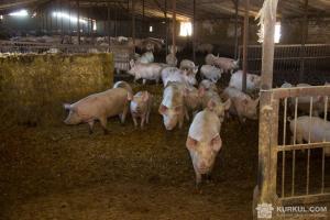 Свині на фермі
