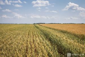 Україна збільшила поставки пшениці в Індонезію