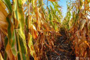 Українські виробники не збільшать посіви під кукурудзою незважаючи на ріст ціни