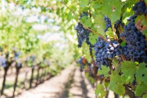 Стандарти виноградно-виноробної галузі продовжено до 2019 р.