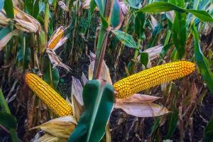 Урожайність гібридів кукурудзи може сягати 13 т/га