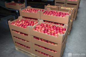 Експорт яблук до ЄС склав 9,2 тис. т  за липень – січень 2017/18