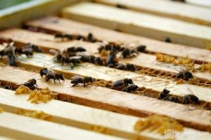 Канада зацікавлена в експорті українських бджіл