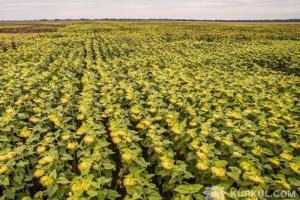 В Україні зростає кількість сортів зернових і олійних іноземної селекції