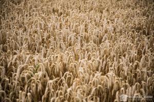 Глобальне потепління може скоротити урожай пшениці вдвічі 