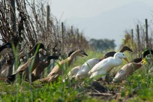 На африканських виноградниках качок використовують у якості пестицидів