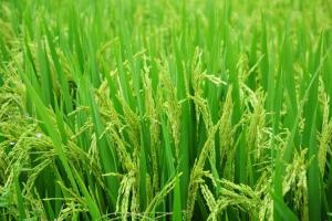 Вирущування рису в Україні перебуває під загрозою зникнення