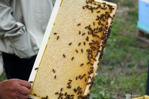 Бакфастські бджоли стали причиною конфлікту серед українськіх бджолярів