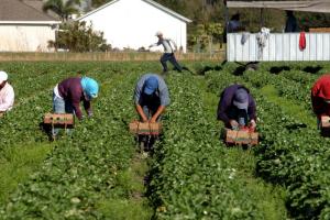 Чверть заробітчан з України працює в сільському господарстві