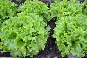 Український ринок листового салату може зрости в 5 разів — експерти