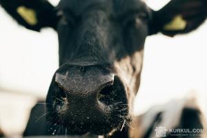 На Житомирщині фермер прирік на голодну смерть десятки тварин