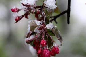 Весняні заморозки загрожують врожаю плодових культур
