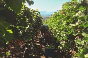 Уряд легалізував роботу невеликих виноробних підприємств