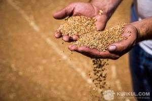 Цього сезону перехідні запаси зерна стануть найменшими за останні 10 років