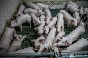 Асоціація свинарів прогнузує підвищення цін на життя