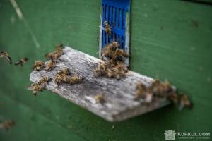 Зловмисники викрали 10 бджолосімей