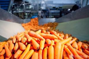 Ціна на моркву та столовий буряк різко знизилися