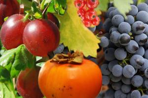 Експортний прорив української ягоди спричинив повальне захоплення її вирощуванням в Україні