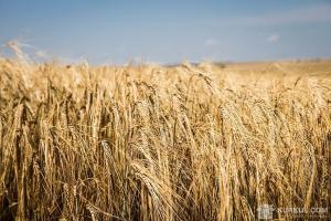 Україна збільшує експорт жита у ЄС